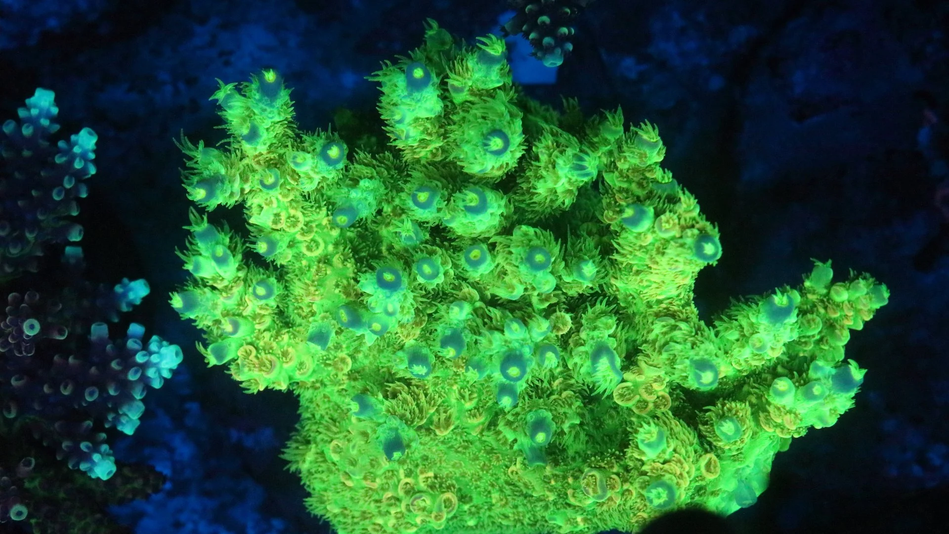 Corals — ATAquariums